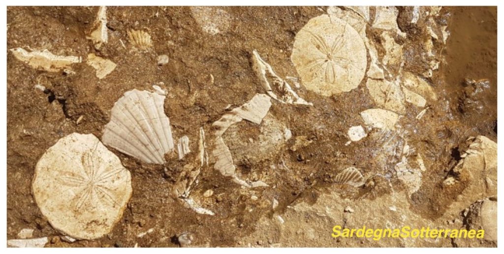Alcuni dei fossili visibili nel parco