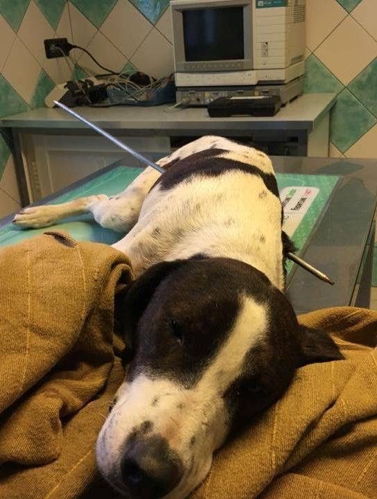 Cane maltrattato