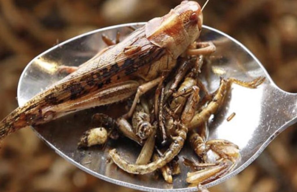 Vermi tavola sardegna