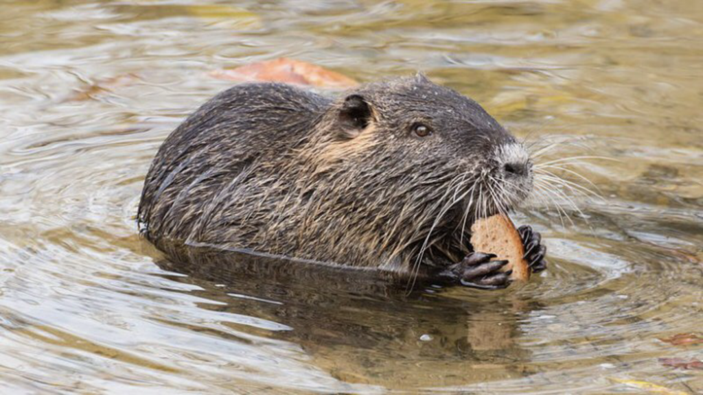 Nutria