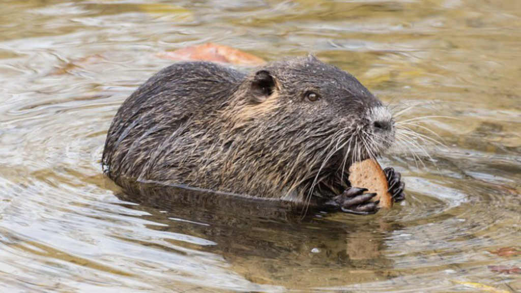 Nutria 