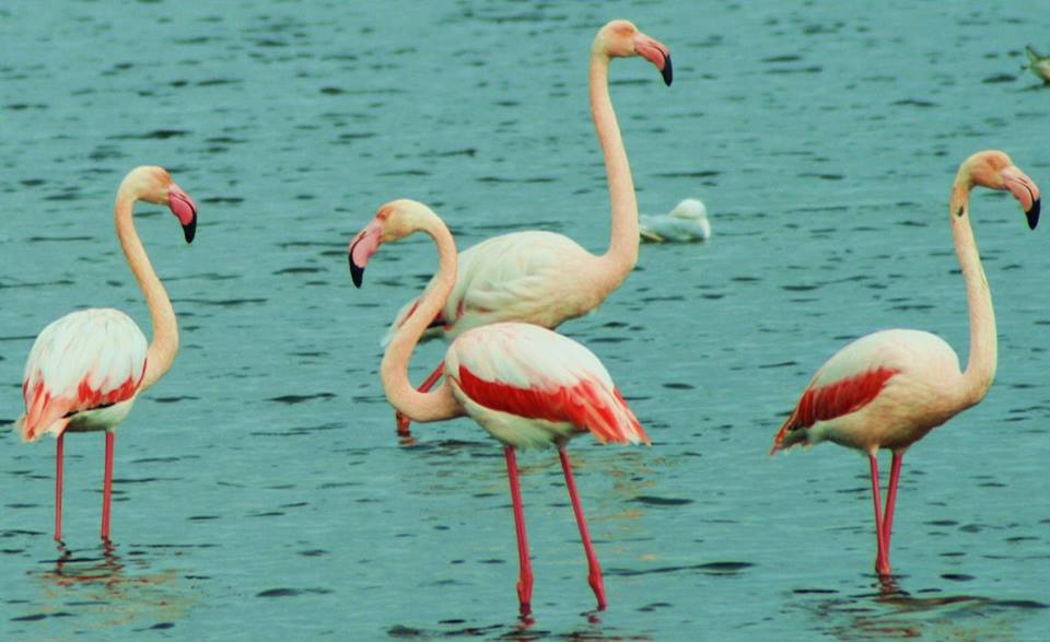 Fenicotteri rosa