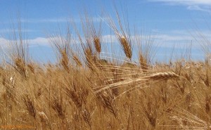 Grano_Sardegna_Sotterranea