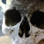 Cranio Sardegna