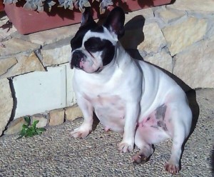 Shila_cane_Auriemma_Luciano2