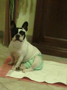 Shila_cane_Auriemma_Luciano3