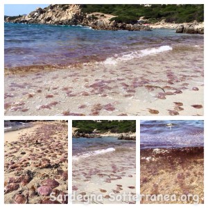Invasione_meduse_sardegna