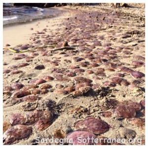Le meduse spiaggiate hanno reso impossibile camminare scalzi in spiaggia.