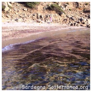 Migliaia di meduse in acqua...