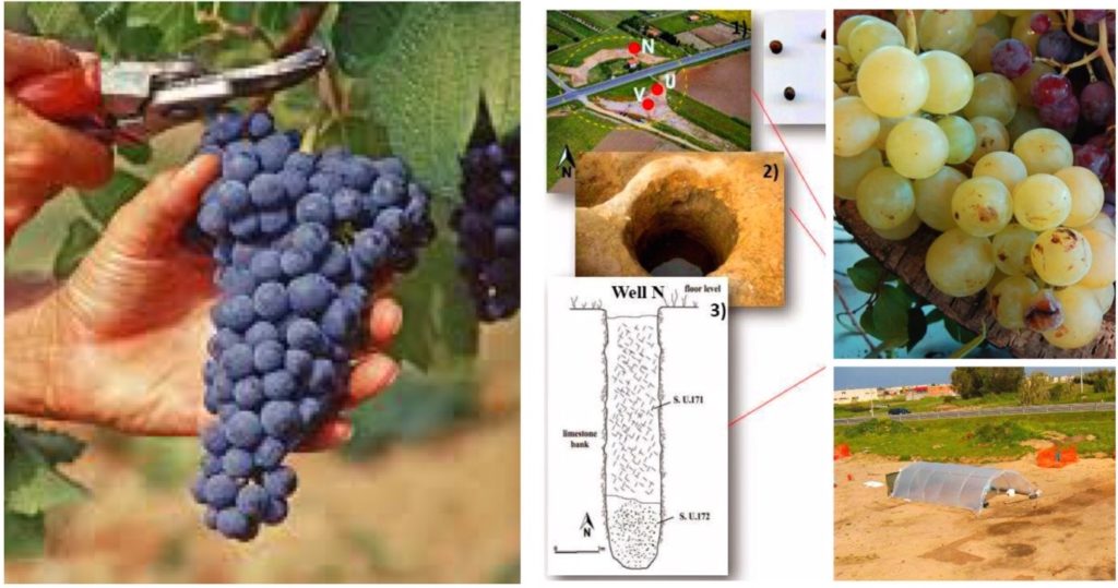 Scoperta vini Sardegna