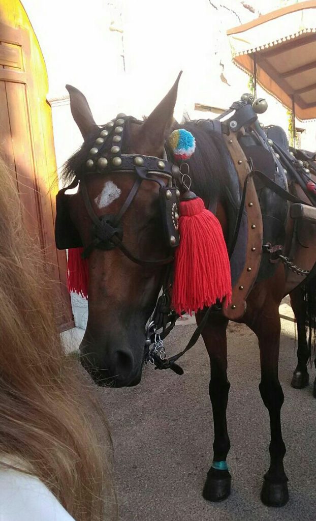 Cavallo calci